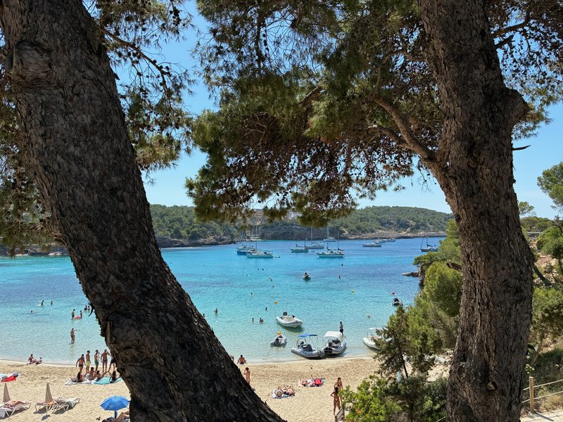 View between two pine trees down to a turquoise bay with anchored boats and a sandy beach crowded with sunbathers